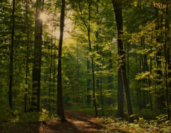 Bosque