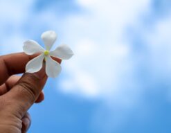Flor